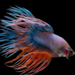 fancy crowntail betta fish