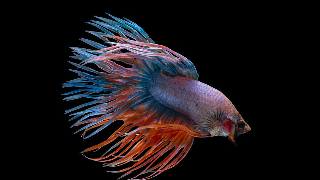fancy crowntail betta fish
