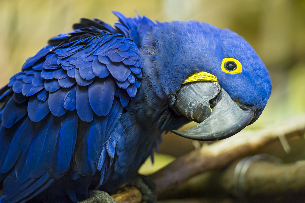 Hyacinth Macaws: The Gentle Giants of the Parrot World