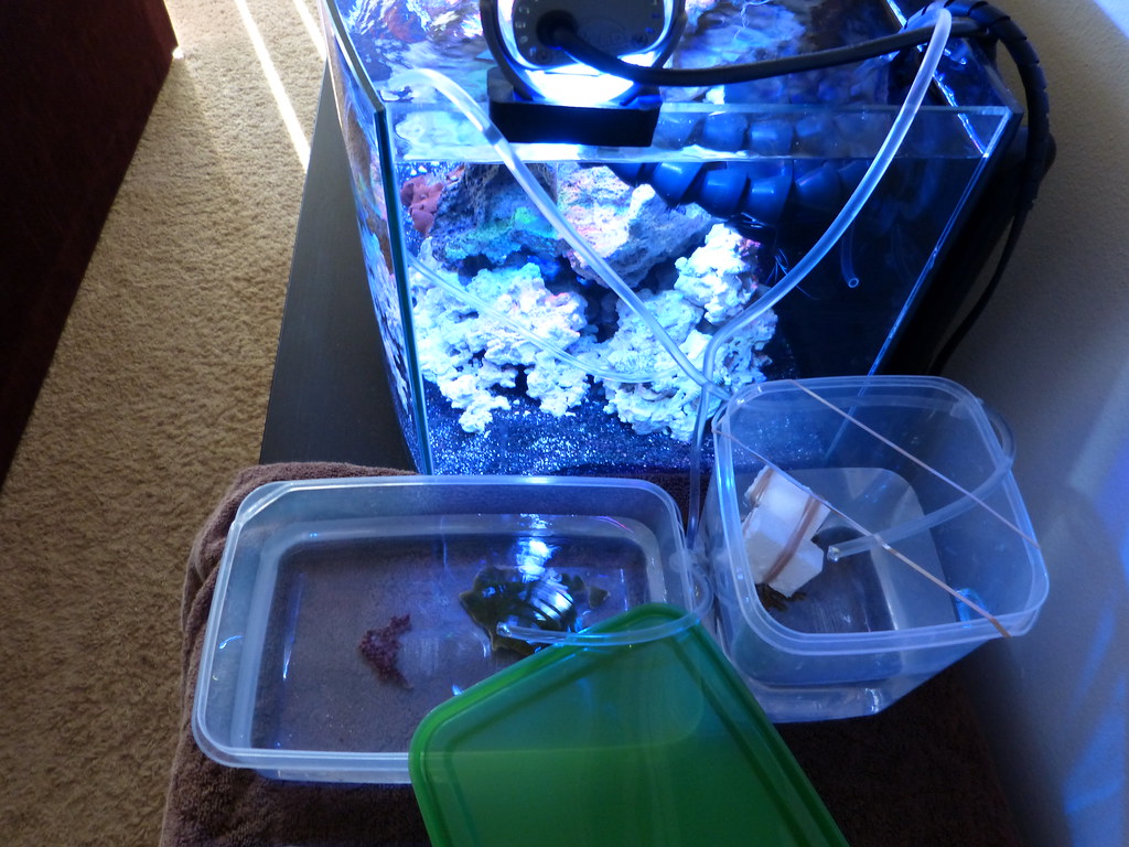 The Drip Acclimation Method