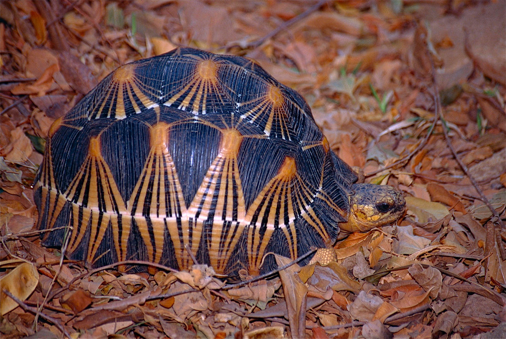 Radiated Tortoise (Astrochelys radiata)