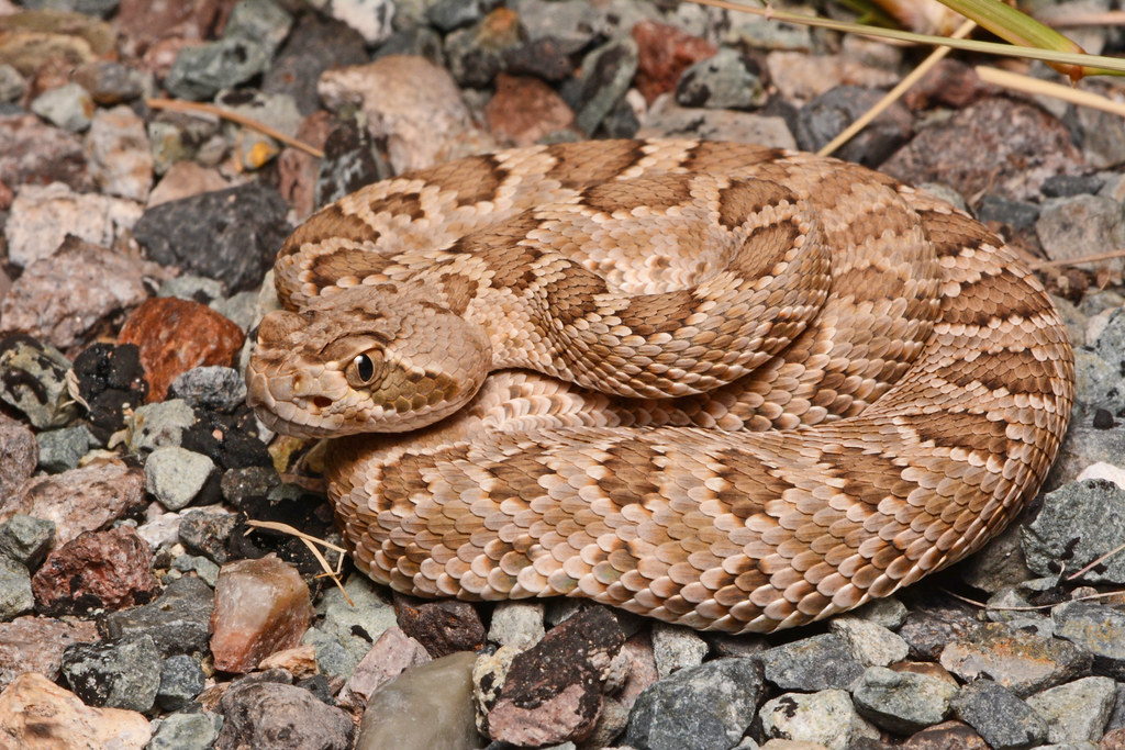 Northern Mojave Rattlesnake