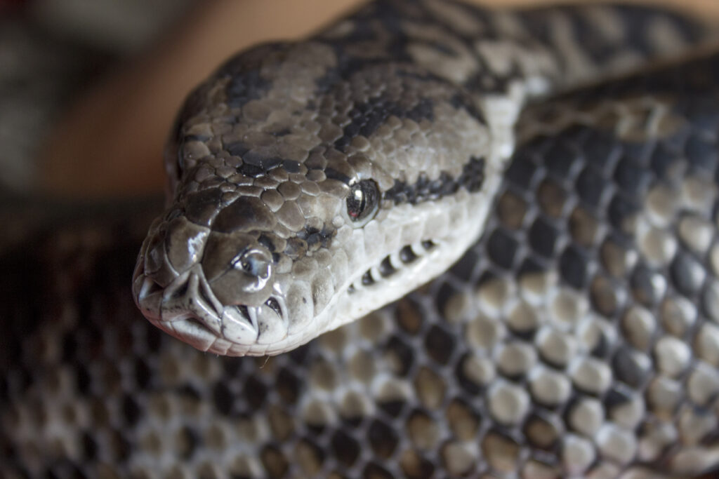 File:Murray darling carpet python, head and pattern.jpg