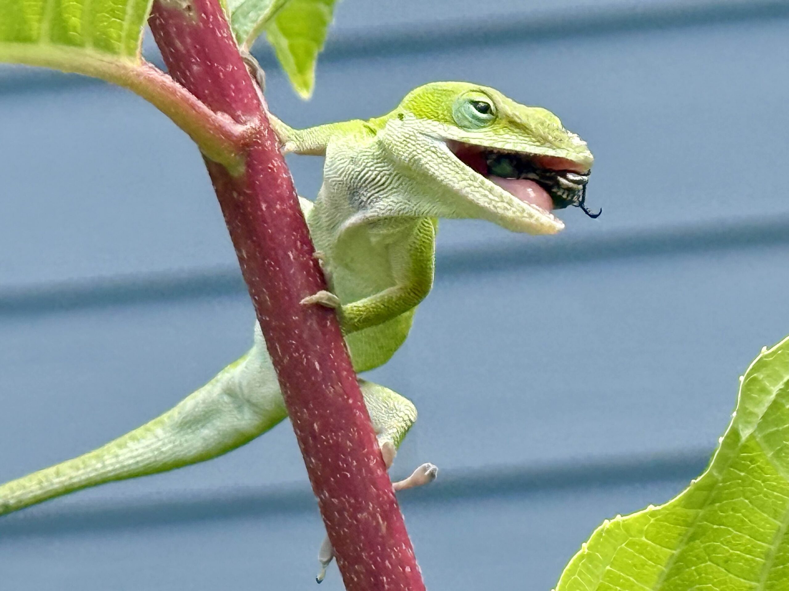 The Voracious Appetite of Lizards
