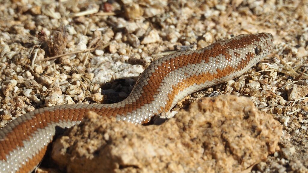 Northern Three-lined (Rosy) Boa, Lichanura orcutti