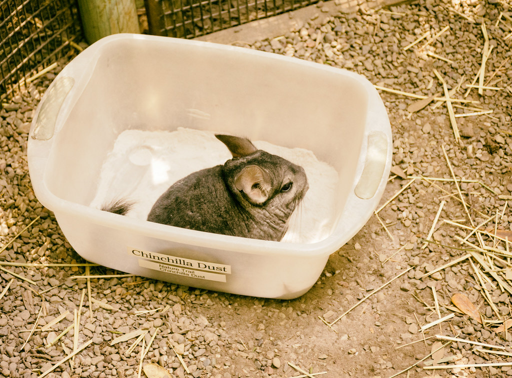 Establishing an Optimal Dust Bath Schedule