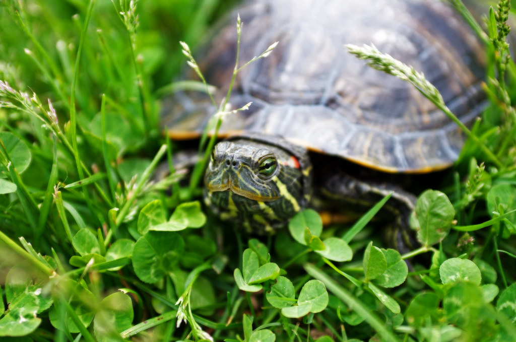 Pet turtle