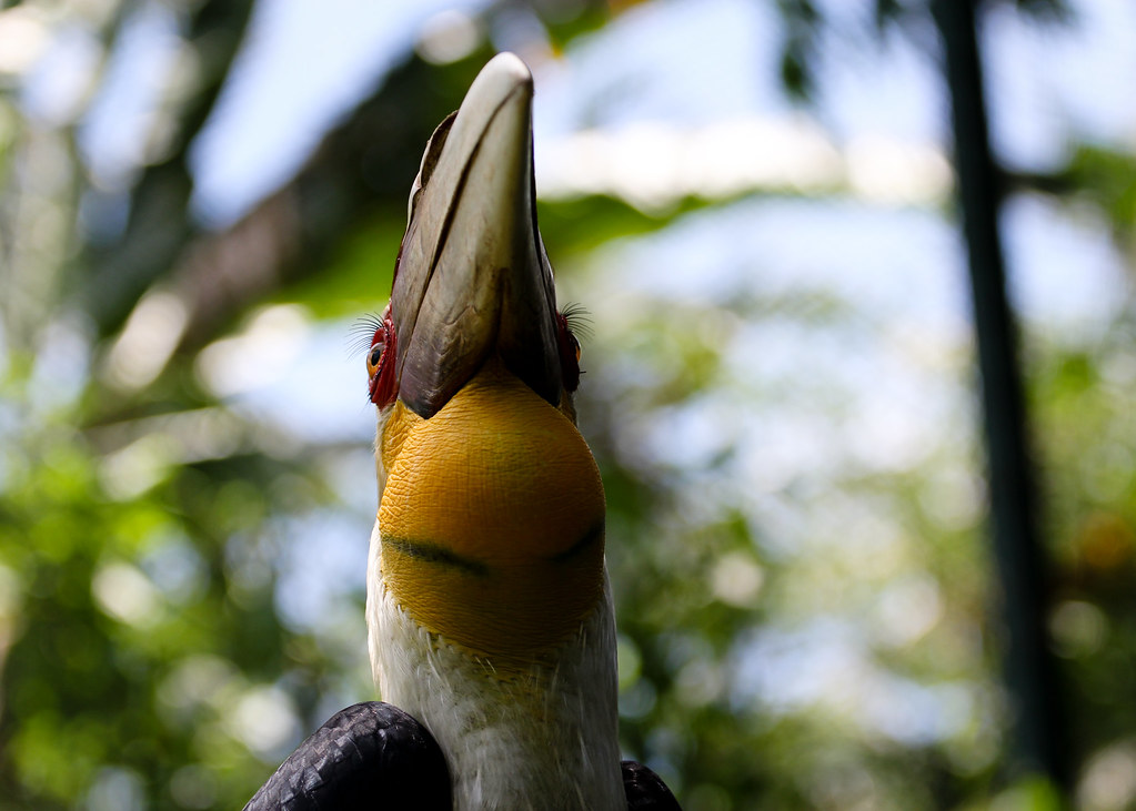 Hornbill