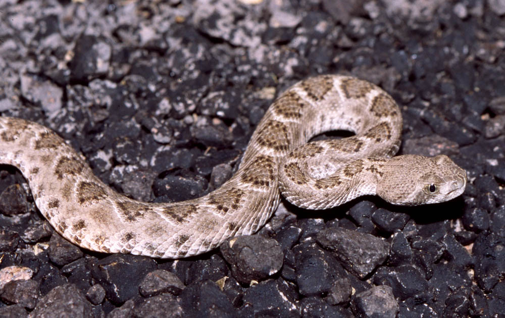 Common Rattlesnake Species in the United States