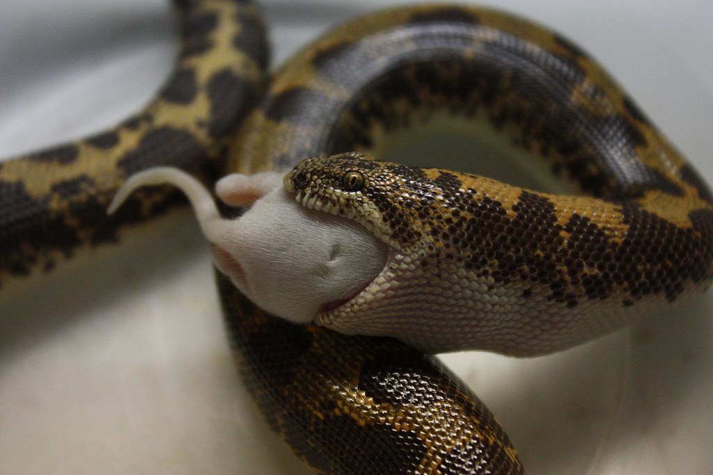 Ecological Significance and Role