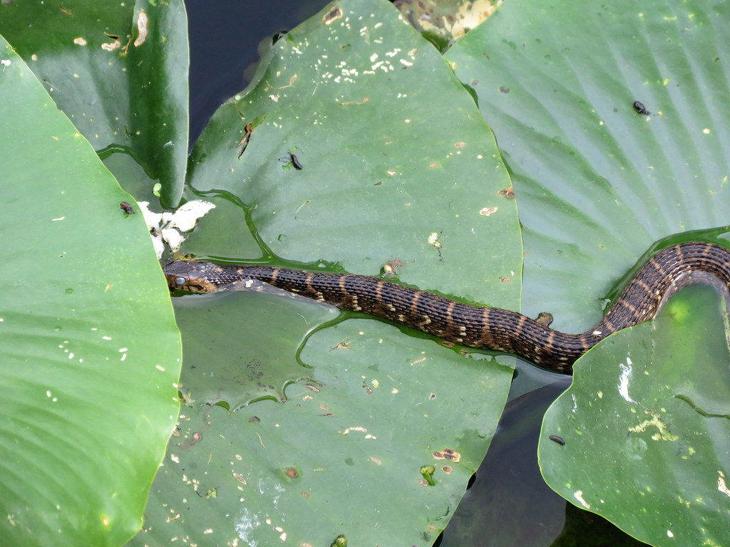 Southern Water Snake (Wakodahatchee Wetlands)