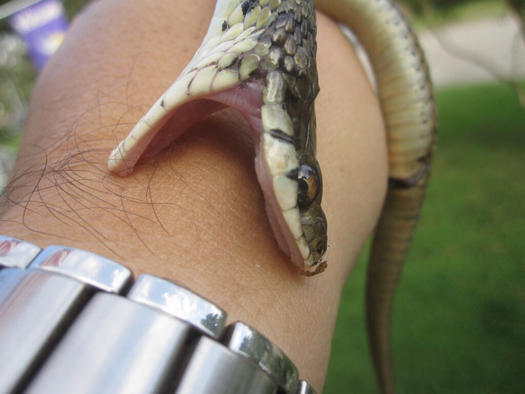Venomous vs. Poisonous Confusion