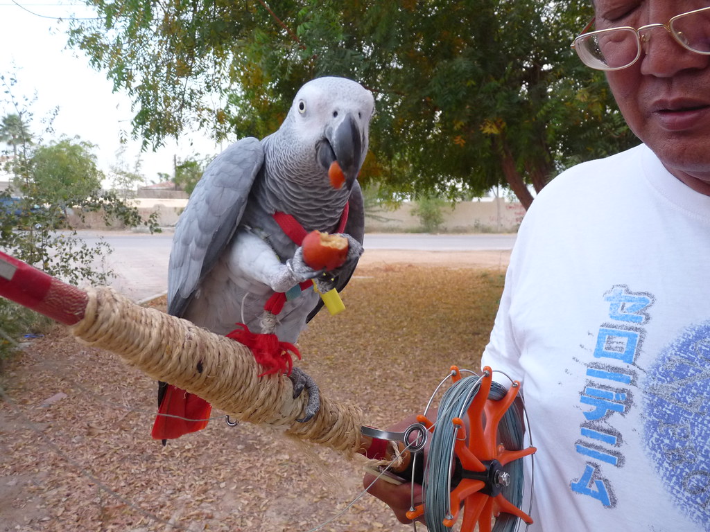 African Grey Parrots: Diverse Nutrition for Intelligence