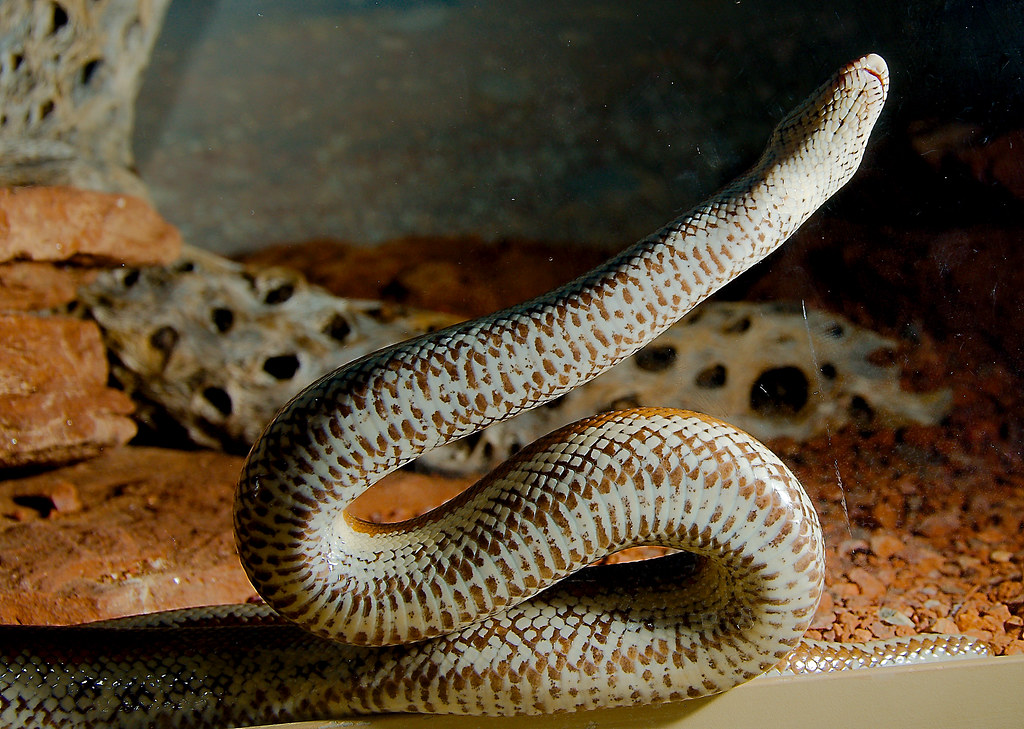 Rosy Boa (Lichanura trivirgata)