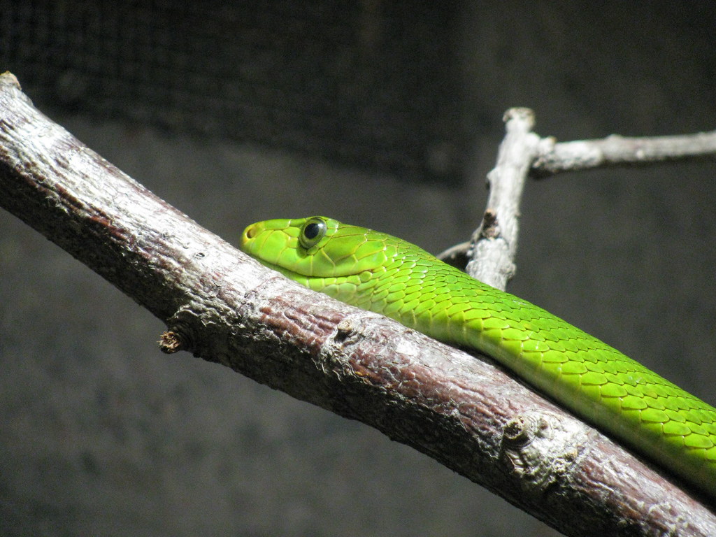 pet snake