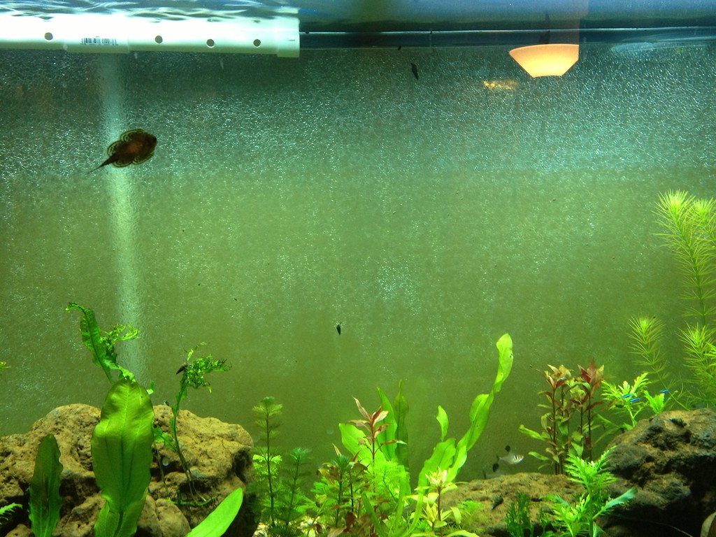 Cloudy Water in Aquatic Habitats