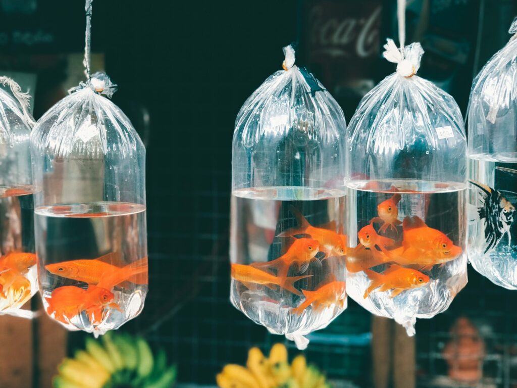 goldfish in plastic bags
