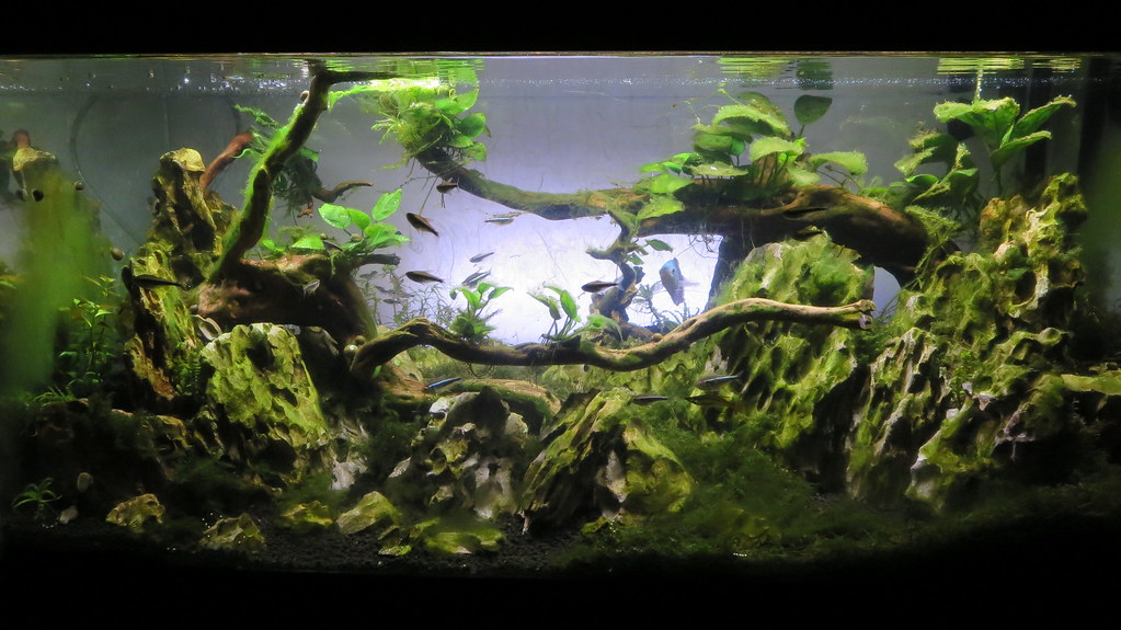 Tank Requirements for Neon Tetras