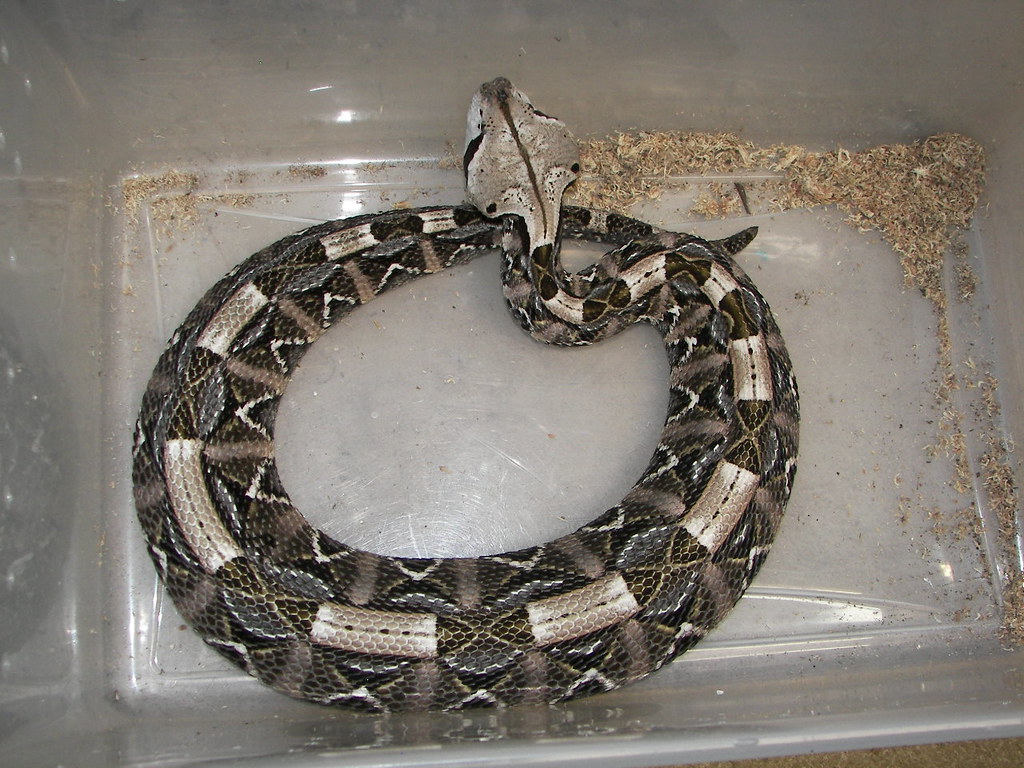 Gaboon Viper (Bitis gabonica)