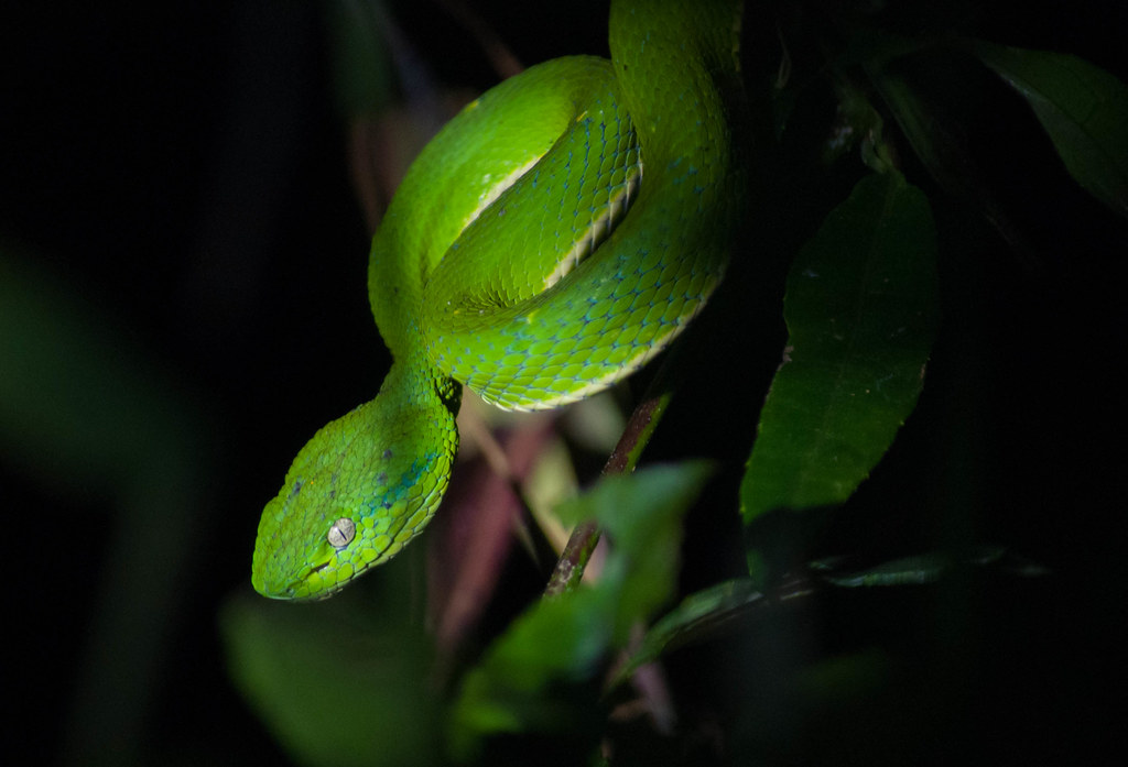 Masterful Ambush Predators