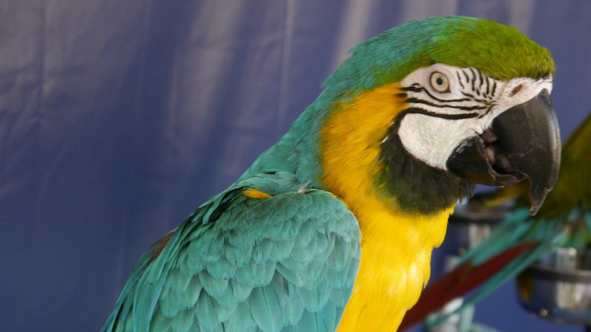 a parrot drinking water