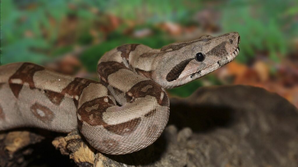 emperor snake, boa, line, boa constrictor imperator, nature, lurk, close up, head, mouse hunter, animal, reptile, terrarium, creeping animal