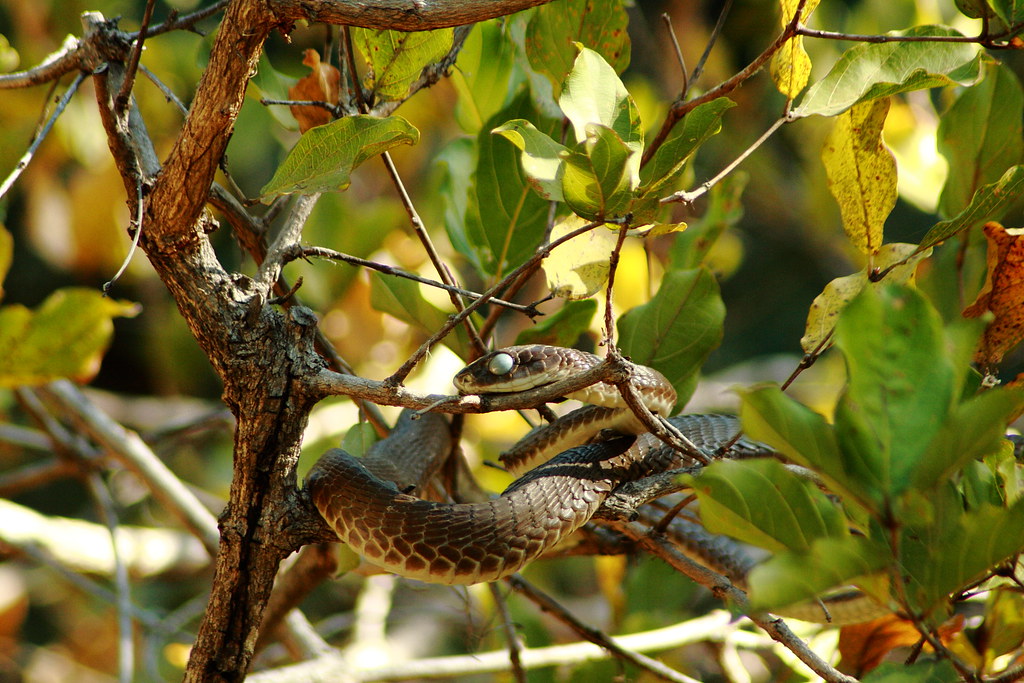 Boomslang in boom (Dispholidus typus)