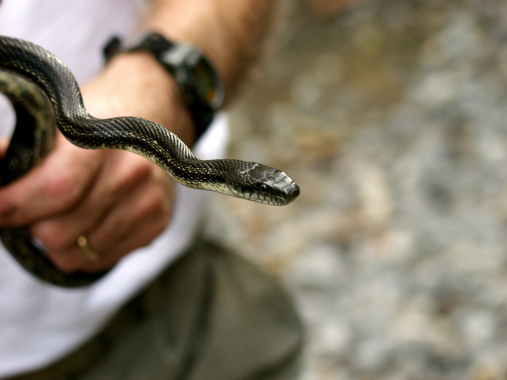 Predation Pressure: How Urbanization Changes Predator-Prey Dynamics