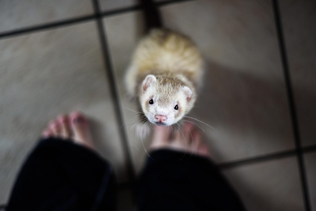 ferret, animal, pet, weasel, domestic, predator, furry, cute, nature, lockdown, alone at home, feline, fur, adorable, fluffy, wild, home office, gray office, gray home, gray alone