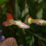 Dietary Needs and Feeding Practices for Guppies