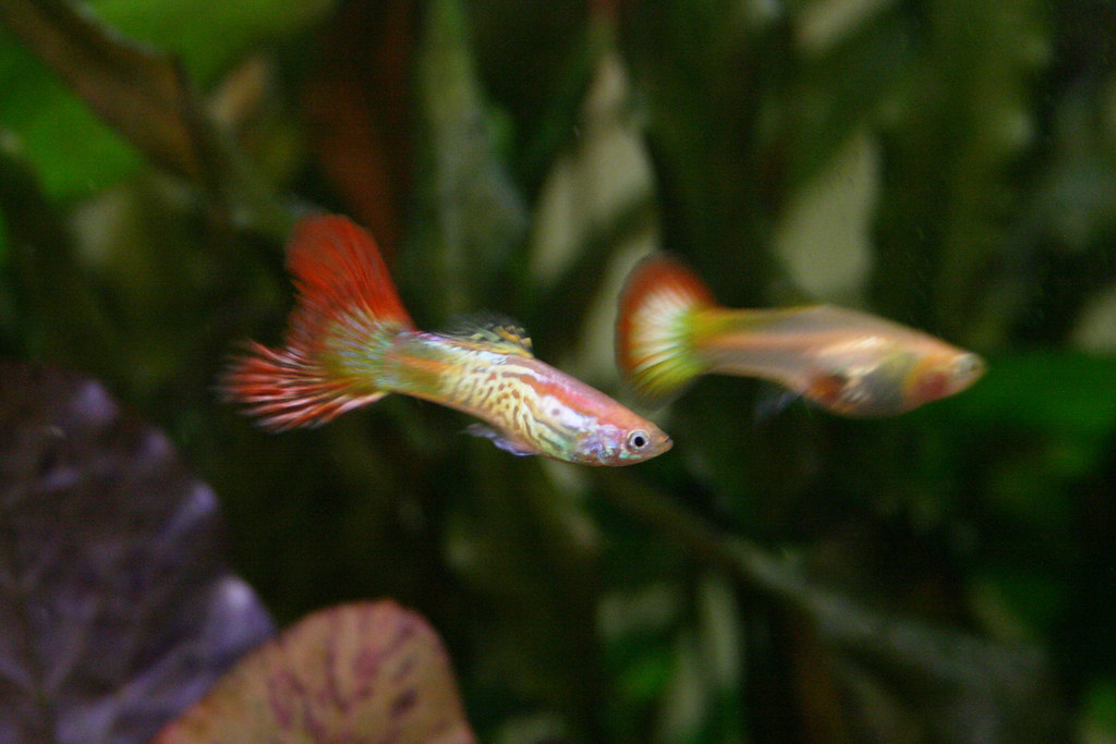 Dietary Needs and Feeding Practices for Guppies