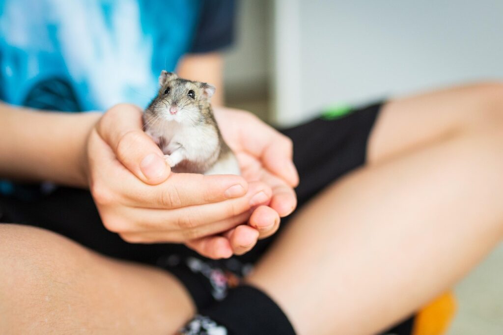 hamster, pet, nature, mammal, animal, creature, whiskers, soft, cute