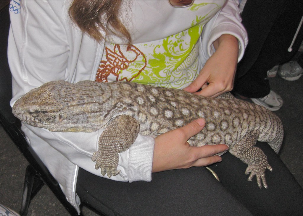 Species Differences in Recognition Abilities
