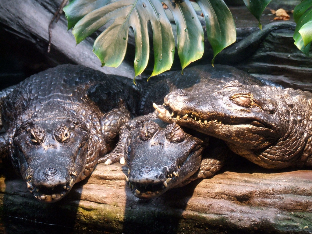 Evolutionary Success: Adaptability Across Environments