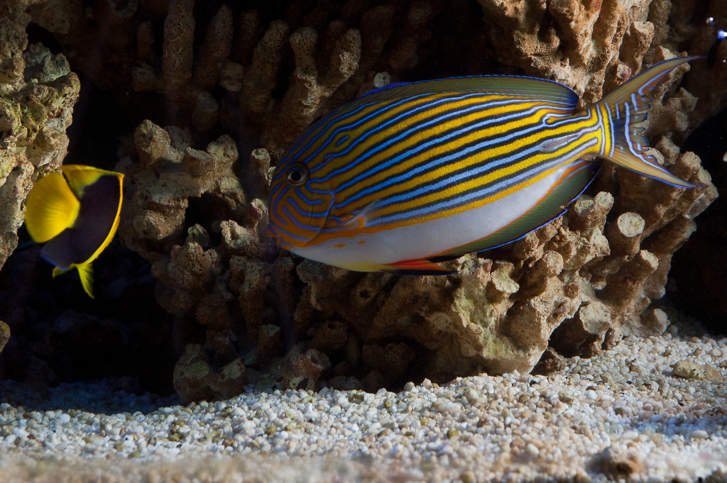 fish tank