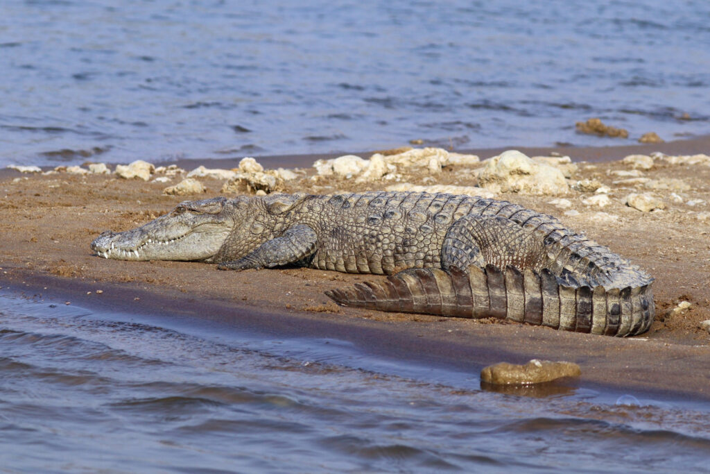 5. Mugger Crocodile (Crocodylus palustris)