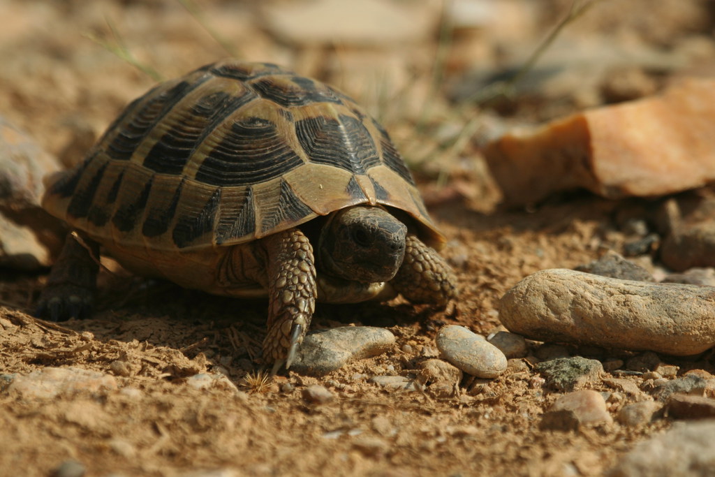 Hermann's Tortoise, Vojsanci, Macedonia, 4th June 2013 01