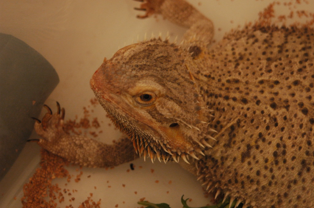 Bearded Dragon with plant food