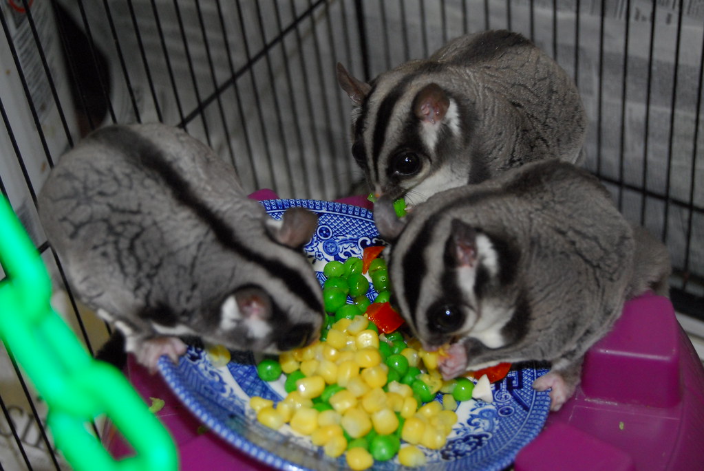 group of Sugar Gliders eating