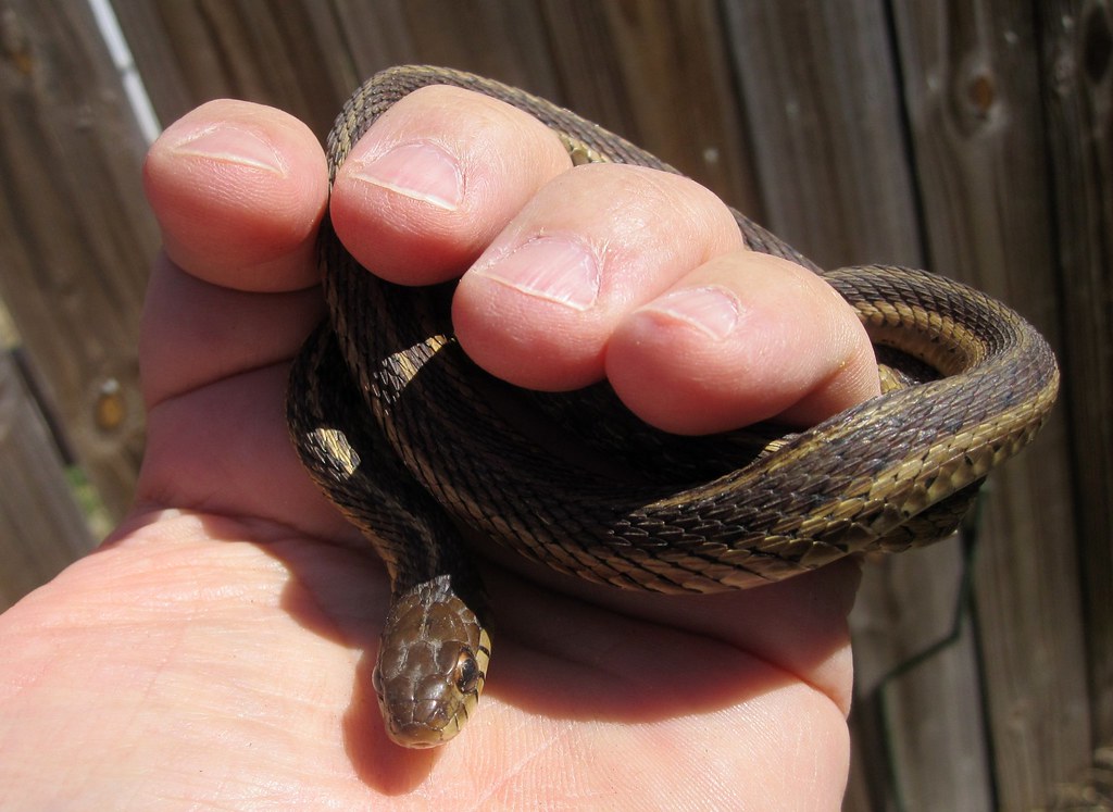 The Impact of Early Handling on Snake Behavior