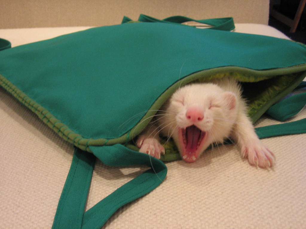 Cleaning Ferret Ears and Dental Care