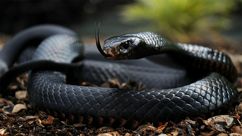 The Biochemical Diversity of Snake Venoms