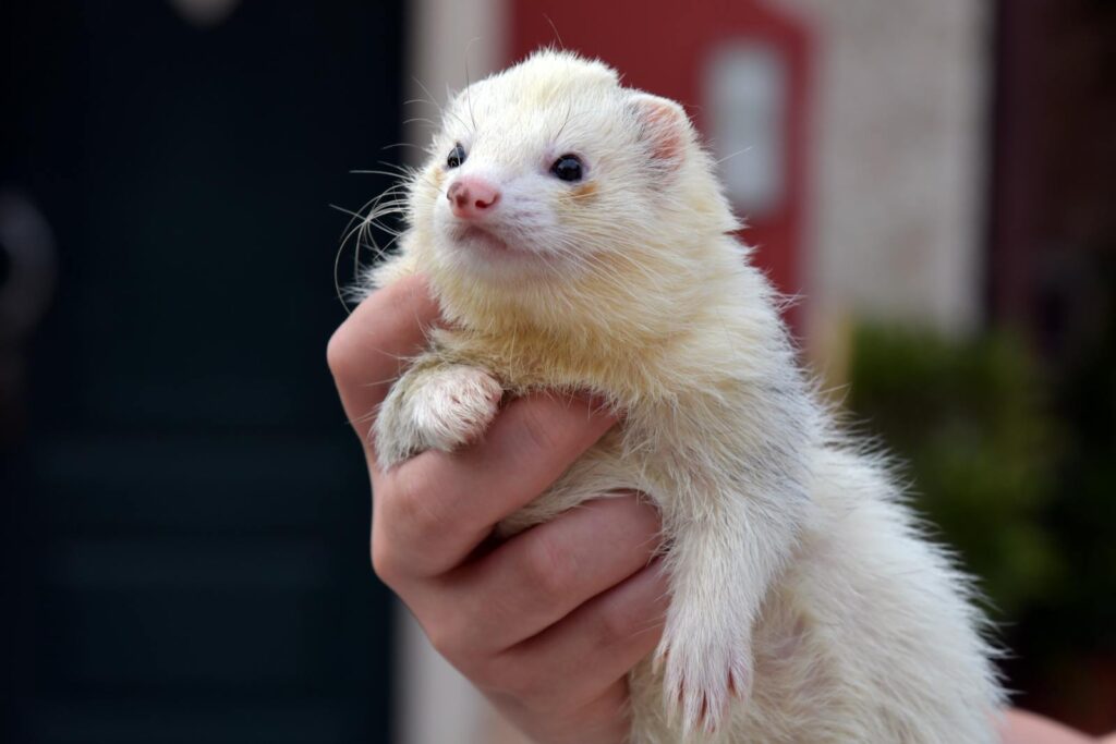 A cute ferret being gently held by a hand outdoors, showcasing its fluffy fur.