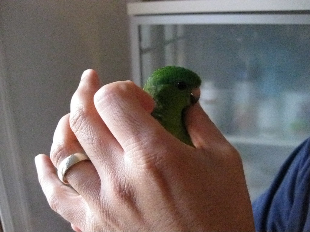 Lineolated Parakeets being petted