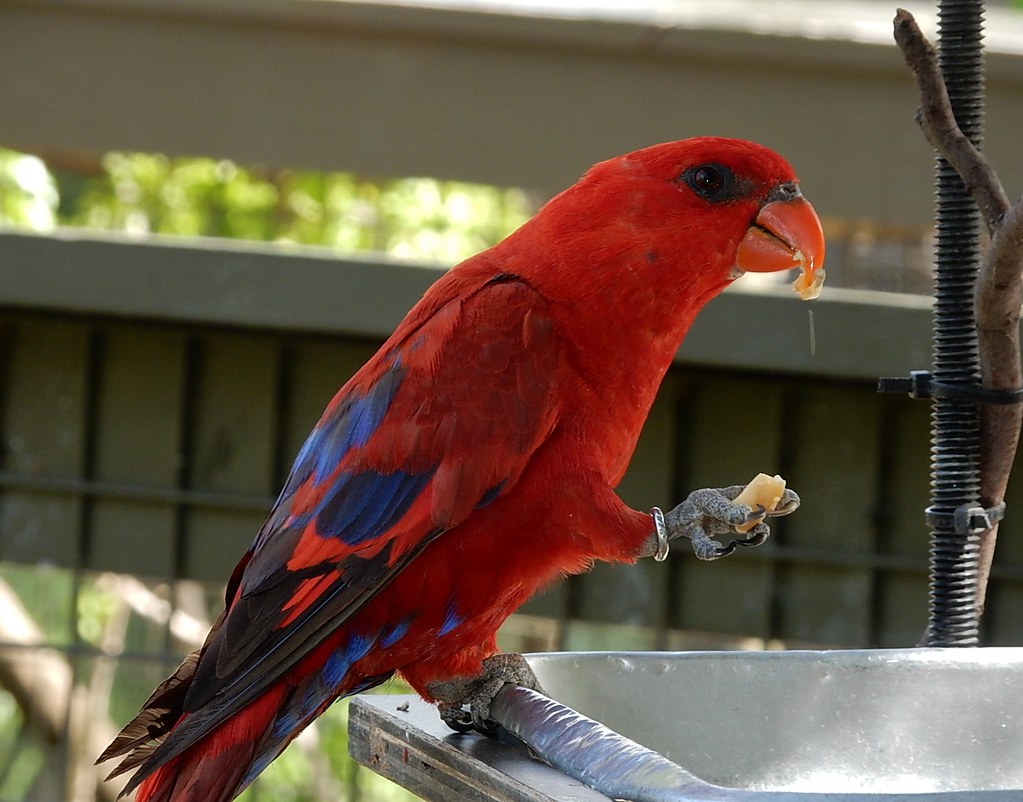 Red Parrot eating