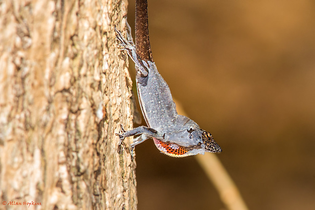 Brown Anole (Anolis sagrei), in ecdysis (moulting)