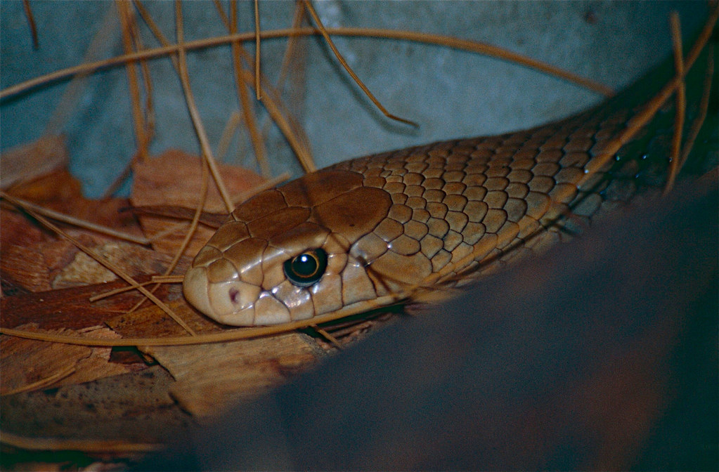 Eastern Brown Snake (Pseudonaja textilis)