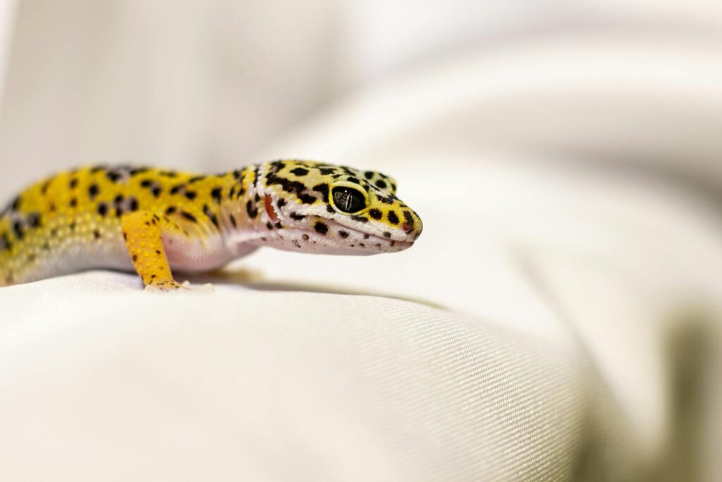 Brightly colored leopard gecko resting on a white fabric surface in a close-up view.