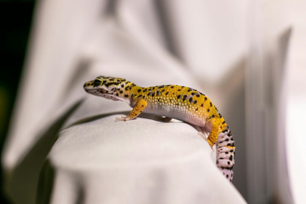 Stunning close-up of a vibrant leopard gecko resting on a white textile. Perfect for reptile enthusiasts.