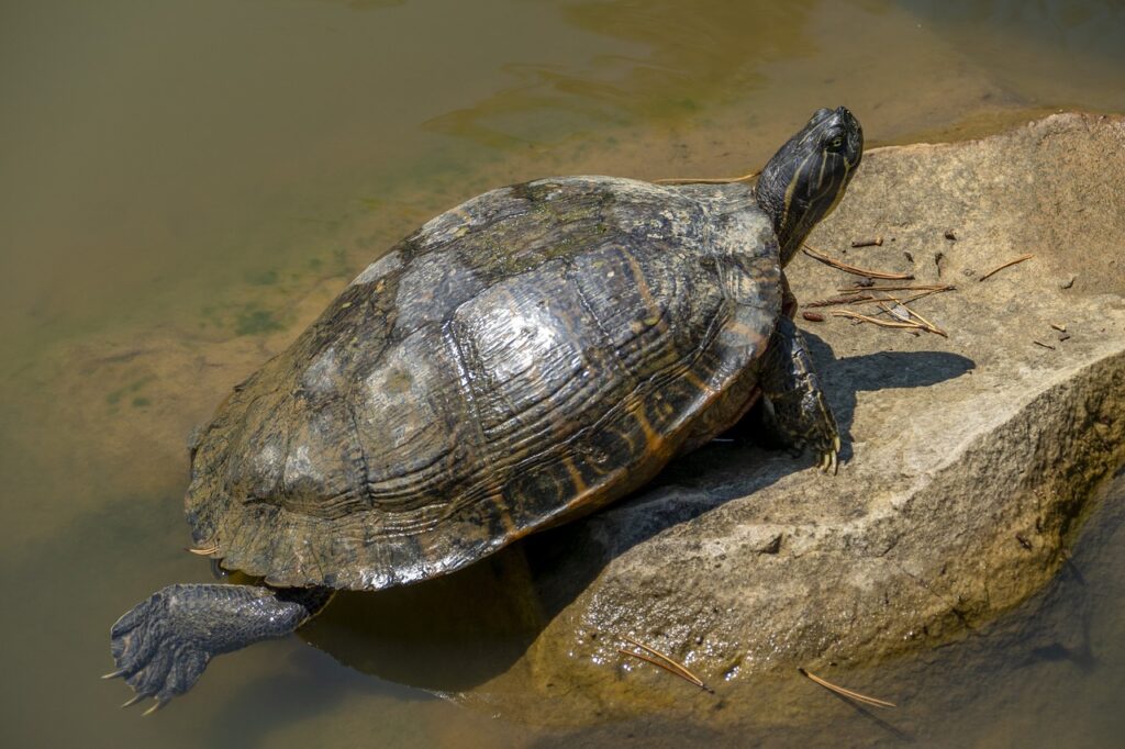 turtle, water, reptile, animal, wildlife, nature, aquatic, basking, lake, river